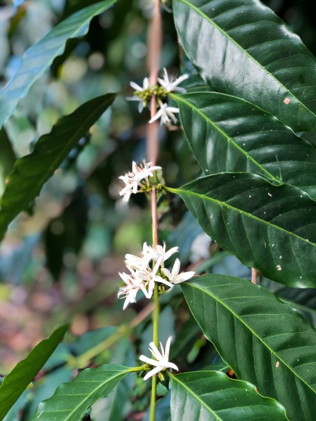 Discover 19 real islands that you can buy today. Farm Kona Coffee And Tea Company