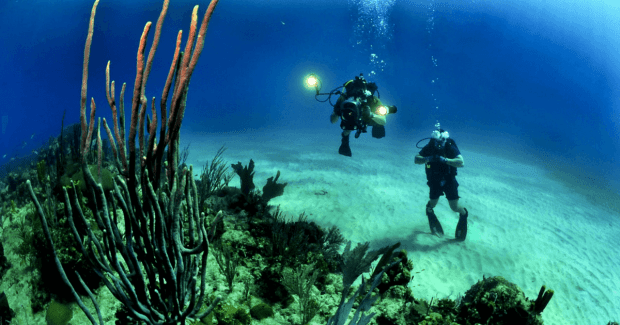 The kona area of hawaii's big island offers varied diving to someone who wants to do a little research about the area. Useful Tips For Beginner Big Island Divers Swim Free Hawaii