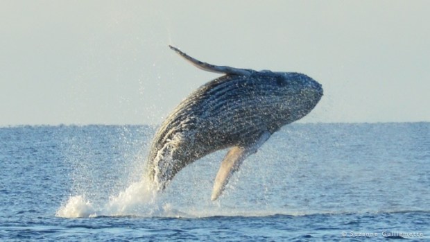 5.0 star rating · sea quest hawaii. Whale Watching Tour Best Dolphin Snorkel Tours Hawaii Best Manta Ray Night Snorkel Tour