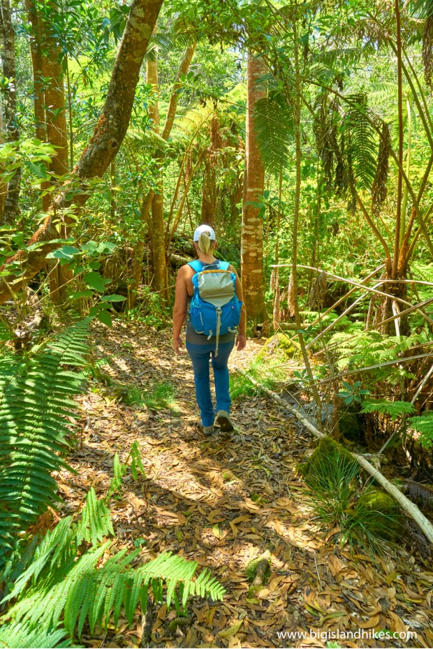 Hawaii big island (january through march). PuÊ»u Ê»ÅÊ»Å Trail Big Island Hikes