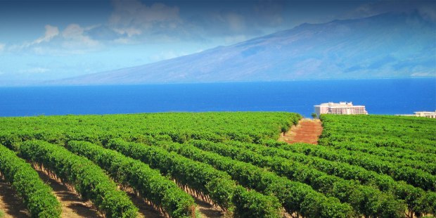 It was started by jan and dan bolton by planting 20 acres of kona coffee on old cattle ranch land called waiono meadows, located on the kona coffee belt, in . Ka Anapali Coffee Farms Real Estate Lots In Maui Hawaii