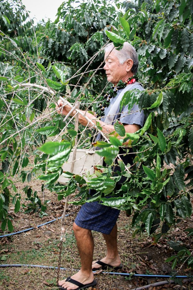 #doleplantationoahu #greenworldcoffeefarm #bluewatershrimp it's a sad day as sharon, jamie and matthew try to enjoy their last day on oahu . Growing 100 Kona Coffee A Labor Of Love Waimea Coffee Company