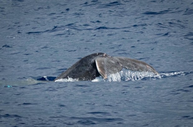 There are so many whales in hawaii during . Whale Watching In Hawaii Lovehkk407