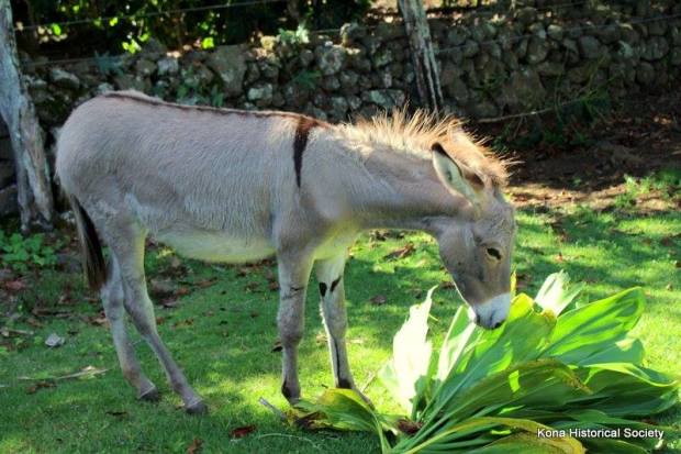 Kona coffee living history farm (d. Kona Coffee Living History Farm Kona Historical Society